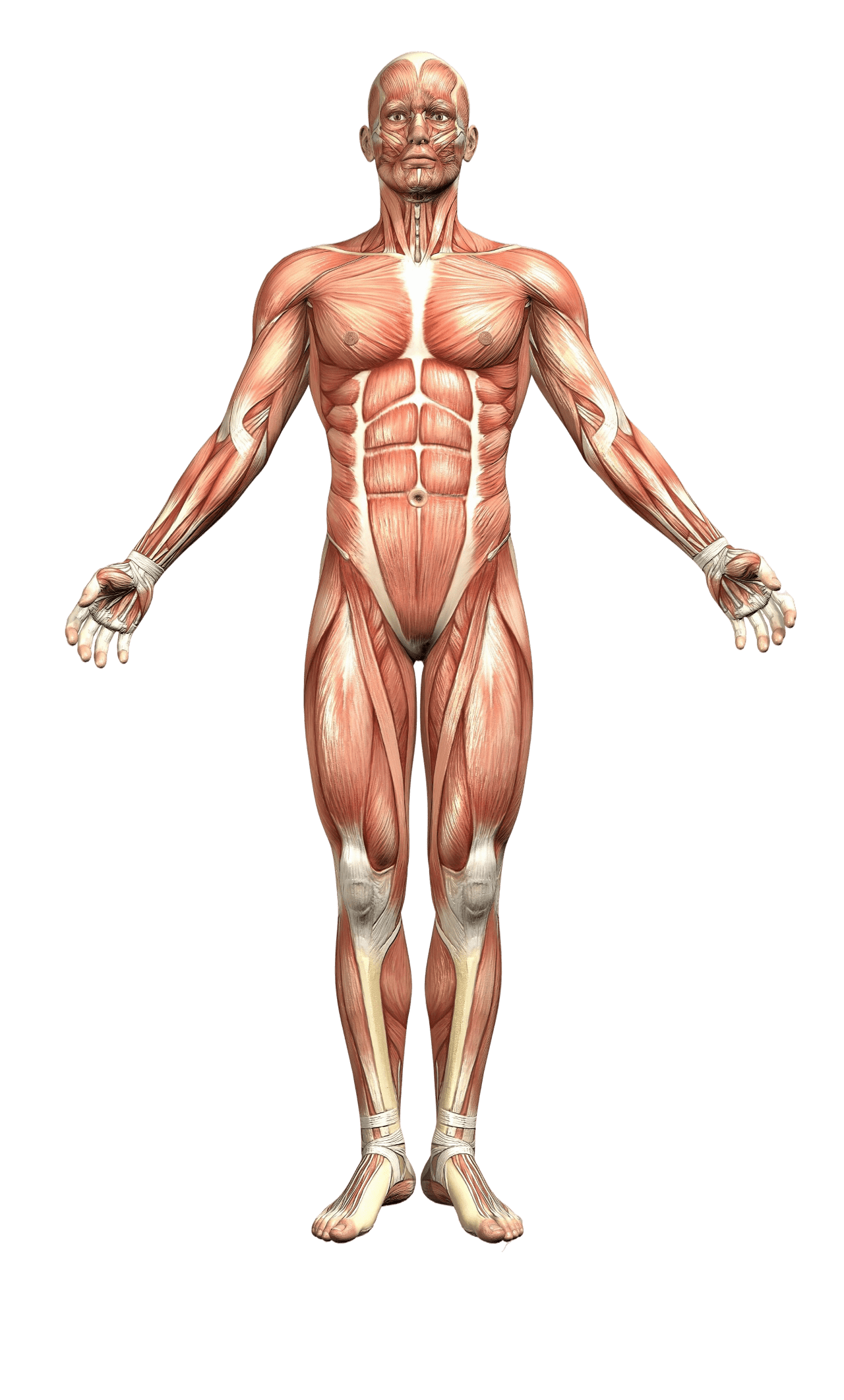 Body Outline